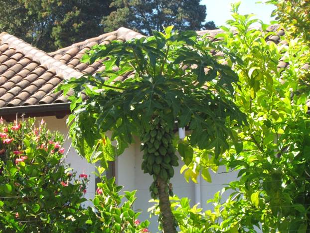 Descripción: D:\flores x genero\Ornamentales varias\Ornamentales\Angio-Dic-A-c\carica\carica candamarcensis.JPG